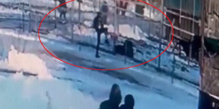 Pijana Rosjanka przeskoczyła barierkę. Zaatakował ją lew [WIDEO]