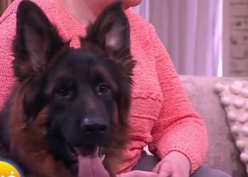 500 plus na psa i kota