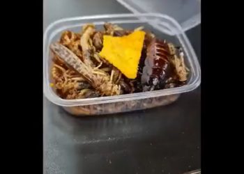 Owady jako żywność w przedszkolu w Wielkopolsce? Wybuchła burza! „Hejt i groźby” [WIDEO]