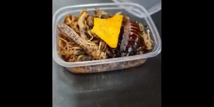 Owady jako żywność w przedszkolu w Wielkopolsce? Wybuchła burza! „Hejt i groźby” [WIDEO]