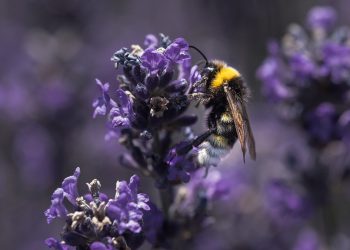 Zabija komórki rakowe w… godzinę! Szokujące wyniki badań