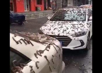 Deszcz robaków spadł na miasto! Władze apelują [WIDEO]