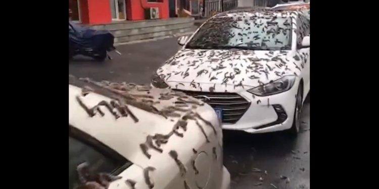 Deszcz robaków spadł na miasto! Władze apelują [WIDEO]