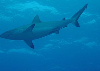 Koszmarny finał poszukiwań. Zaginiony odnalazł się w… brzuchu rekina