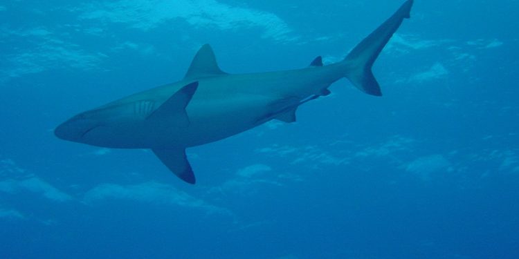 Koszmarny finał poszukiwań. Zaginiony odnalazł się w… brzuchu rekina