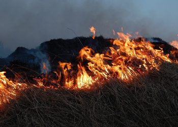 wypalanie traw