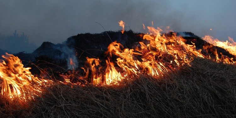 wypalanie traw