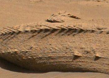 Na Marsie znaleźli… „szkielet smoka”? Niezwykłe odkrycie. Pokazali zdjęcie [FOTO]