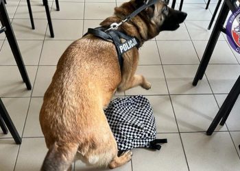 Policyjny pies podczas pokazu wyczuł narkotyki w szkole