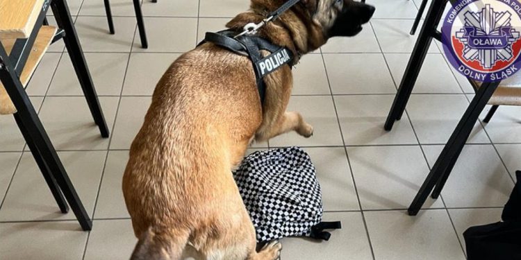 Policyjny pies podczas pokazu wyczuł narkotyki w szkole