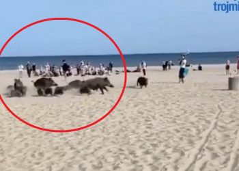 dziki plażę w gdyni