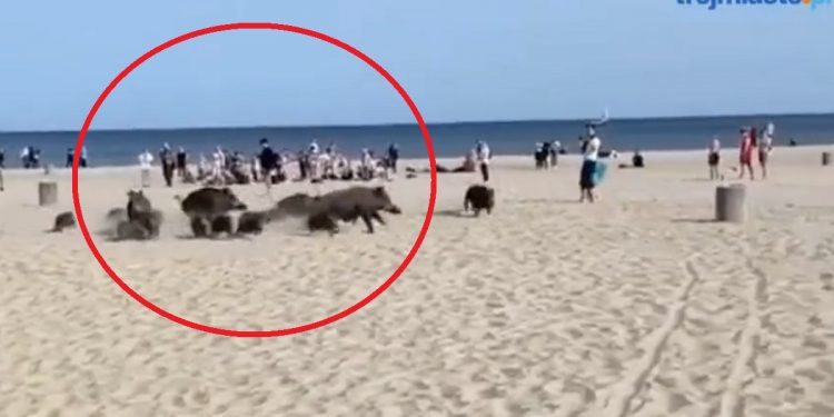 dziki plażę w gdyni