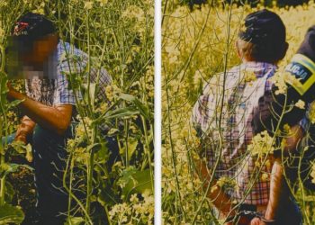 Policjanci szukali go… w polu rzepaku. Przez kilka godzin