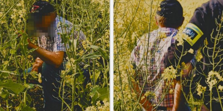 Policjanci szukali go… w polu rzepaku. Przez kilka godzin