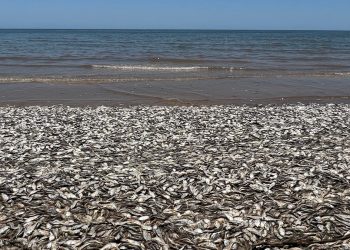Tony martwych ryb na plaży! Wiadomo, co się stało [WIDEO]