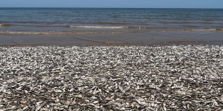 Tony martwych ryb na plaży! Wiadomo, co się stało [WIDEO]