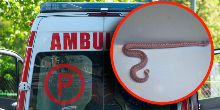 ambulance-g448a0cdbf_1280