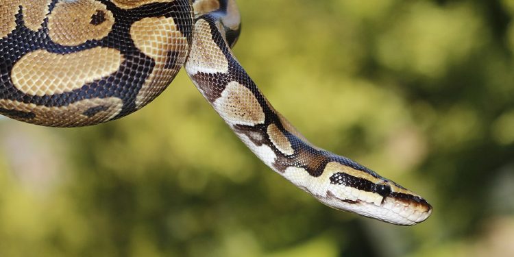 Pyton królewski na polu kukurydzy na Lubelszczyźnie! [FOTO]