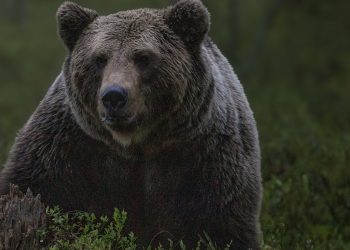 Niedźwiedź gonił turystów w Tatrach! „Ten sprint dużo nas kosztował”