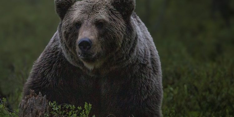 Niedźwiedź gonił turystów w Tatrach! „Ten sprint dużo nas kosztował”