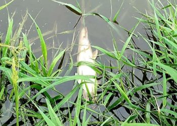 Śnięte ryby w Odrze. „Prawdopodobnie przypłynęły z Czech”