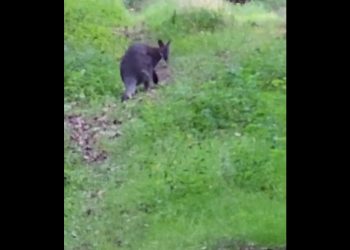 W polskim lesie biega… kangur. Nagranie nie zostawia wątpliwości [WIDEO]