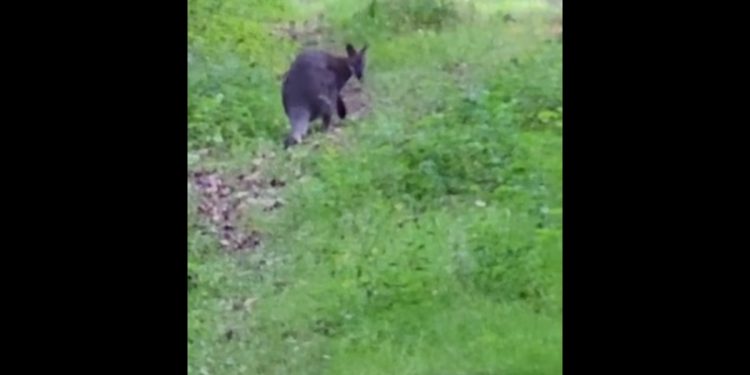 W polskim lesie biega… kangur. Nagranie nie zostawia wątpliwości [WIDEO]