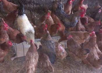 Policjanci przyjechali do… kurnika. Bardzo nietypowa interwencja