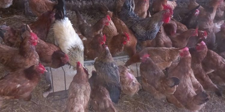 Policjanci przyjechali do… kurnika. Bardzo nietypowa interwencja