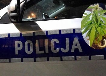 66-latka twierdziła, że to… winorośl. Policjanci nie dali się nabrać