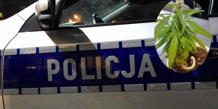 66-latka twierdziła, że to… winorośl. Policjanci nie dali się nabrać