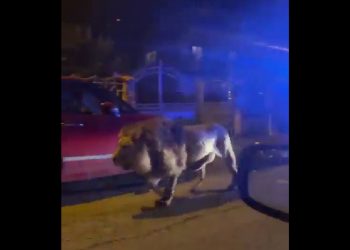 Lew na ulicach miasta! Drapieżnik uciekł z cyrku [WIDEO]