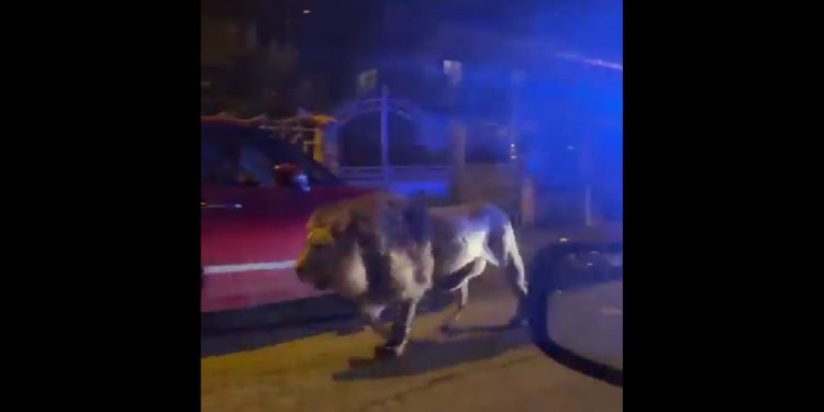 Lew na ulicach miasta! Drapieżnik uciekł z cyrku [WIDEO]