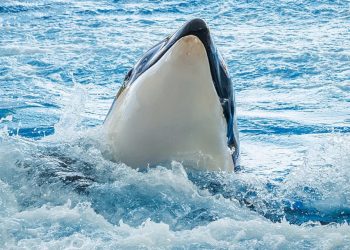 Orki zatopiły polski jacht! Groźny wypadek koło Gibraltaru