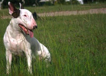 bullterrier-345337_1280