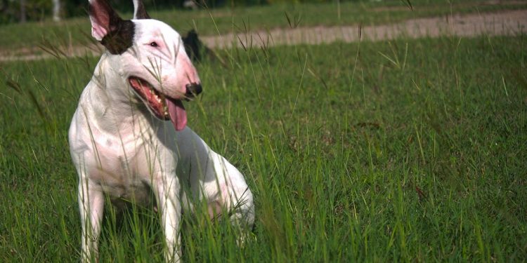 bullterrier-345337_1280