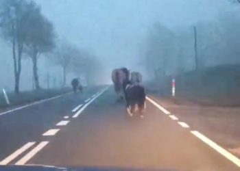 Szokujące sceny po sylwestrze. To całe stado