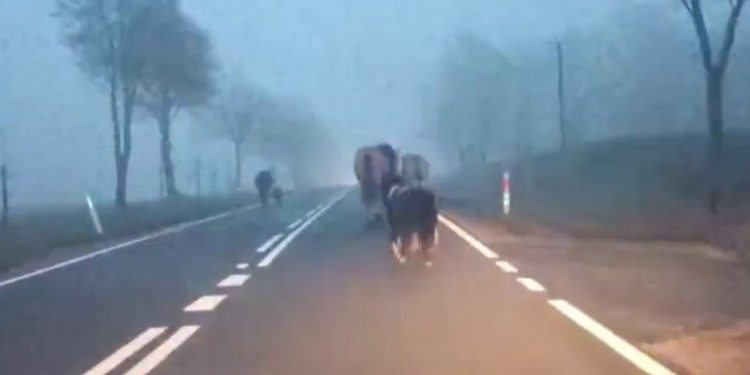 Szokujące sceny po sylwestrze. To całe stado