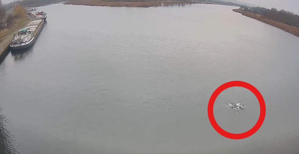 Szczecin: sensacja w Odrze! Nagranie trafiło do sieci. „Prezent od Matki Natury” [WIDEO]