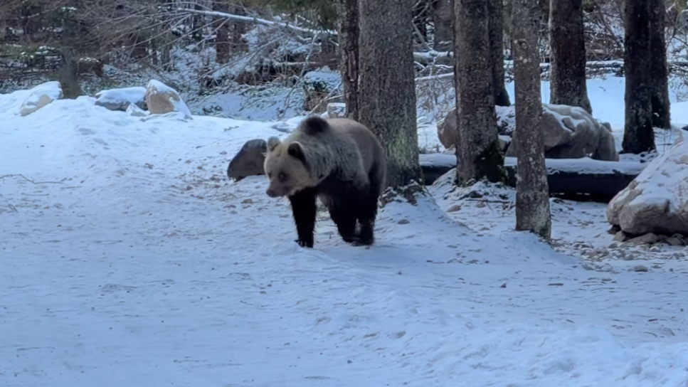 Dolina Kościelska: niedźwiedź wyszedł na szlak! „Nie uciekajcie” [WIDEO]