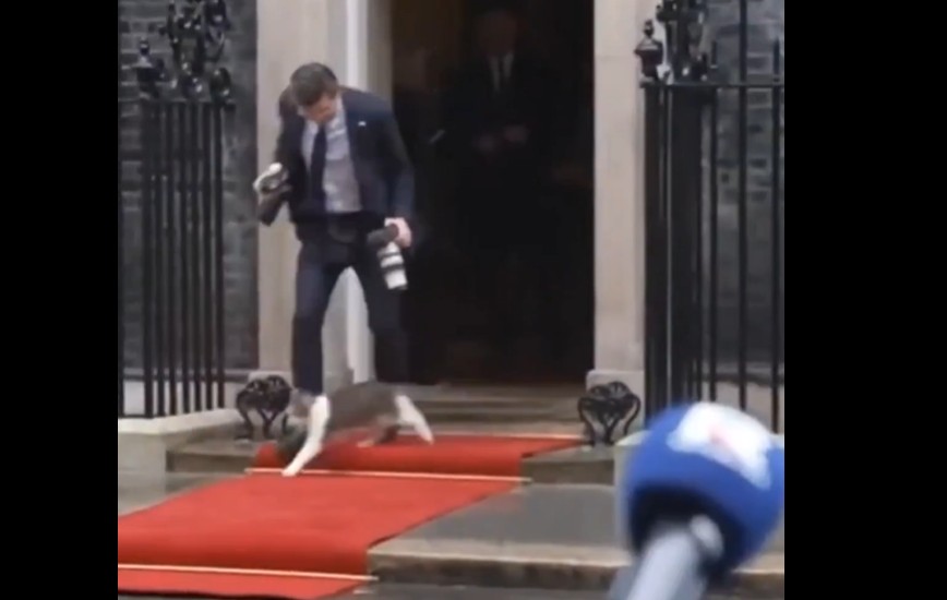 Zabawna sytuacja w Londynie. Fotograf Nawrockiego… wpadł na kota [WIDEO]