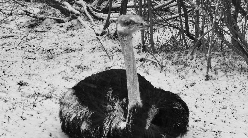 Poznań: bezwzględny wyrok dla zwyrodnialca, który znęcał się nad strusiem. Sąd nie miał litości