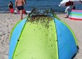 Niecodzienne zjawisko na plaży w Jastarni. Natychmiast zadzwonili po służby