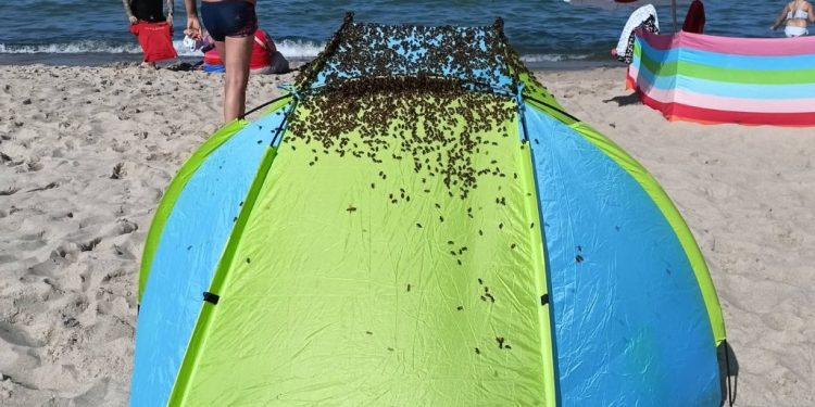 Niecodzienne zjawisko na plaży w Jastarni. Natychmiast zadzwonili po służby